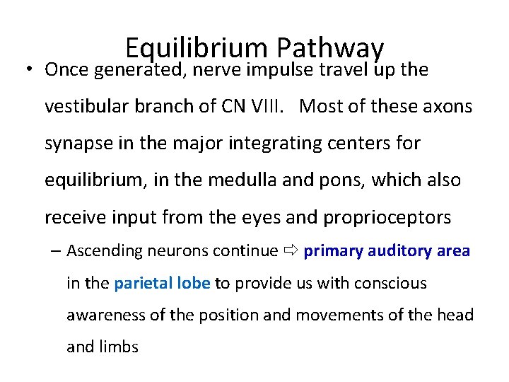 Equilibrium Pathway • Once generated, nerve impulse travel up the vestibular branch of CN