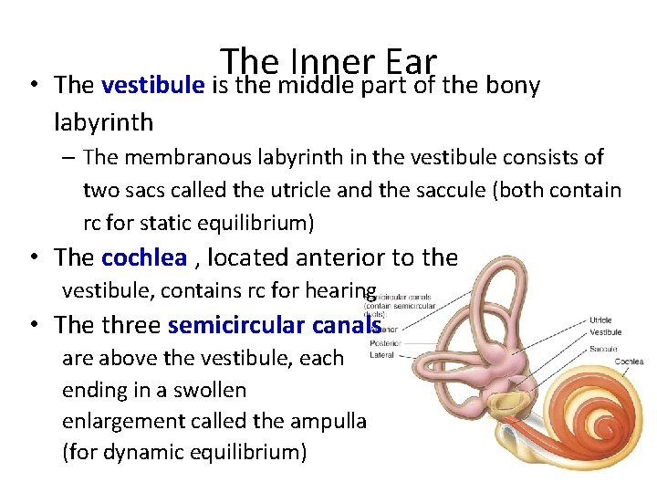  • The Inner Ear The vestibule is the middle part of the bony