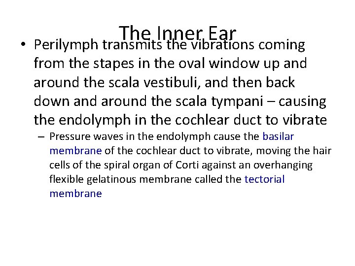  • The Inner Ear Perilymph transmits the vibrations coming from the stapes in
