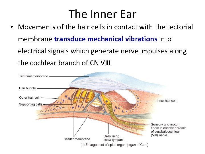 The Inner Ear • Movements of the hair cells in contact with the tectorial