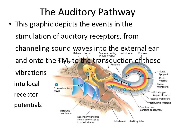 The Auditory Pathway • This graphic depicts the events in the stimulation of auditory