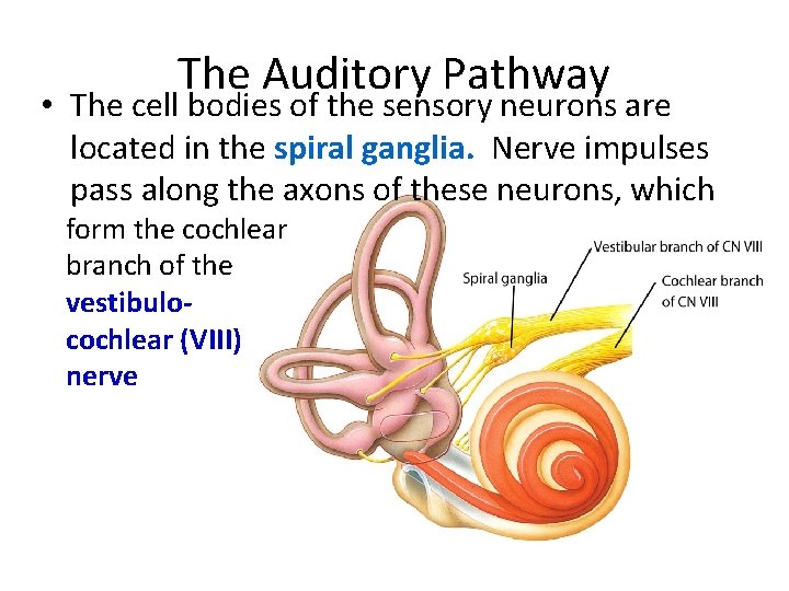 The Auditory Pathway • The cell bodies of the sensory neurons are located in