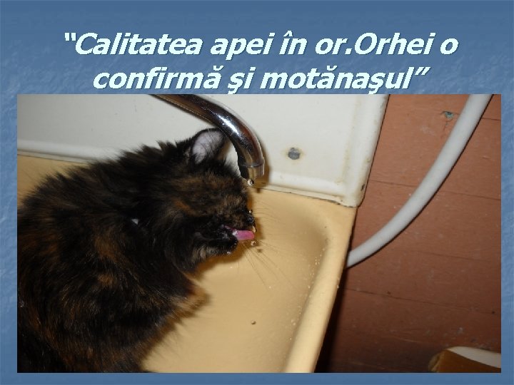 “Calitatea apei în or. Orhei o confirmă şi motănaşul” 