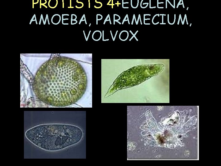 PROTISTS 4+EUGLENA, AMOEBA, PARAMECIUM, VOLVOX 