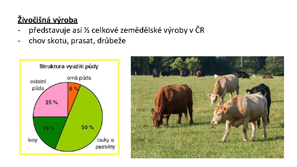 Živočišná výroba - představuje asi ½ celkové zemědělské výroby v ČR - chov skotu,