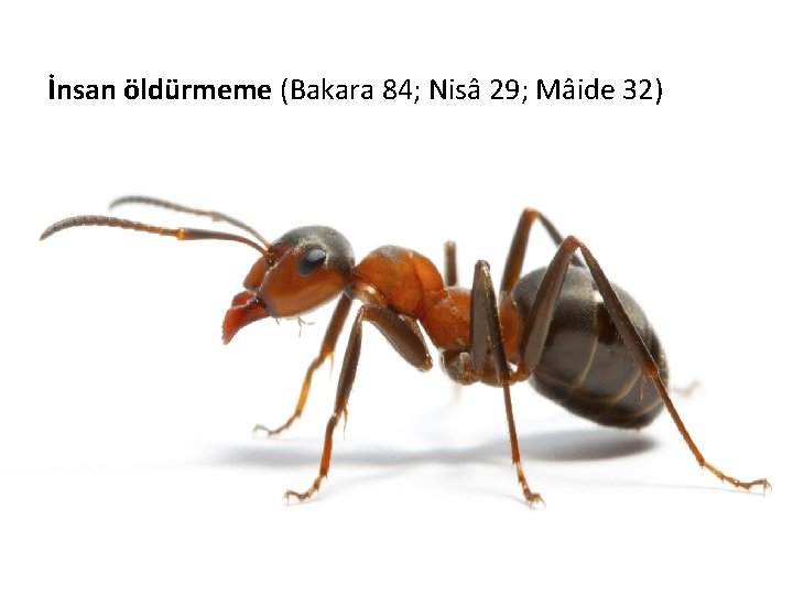 İnsan öldürmeme (Bakara 84; Nisâ 29; Mâide 32) 