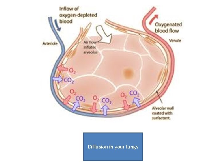 Diffusion in your lungs 