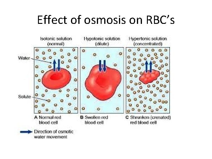 Effect of osmosis on RBC’s 
