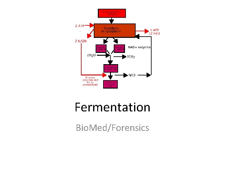 Fermentation Bio. Med/Forensics 