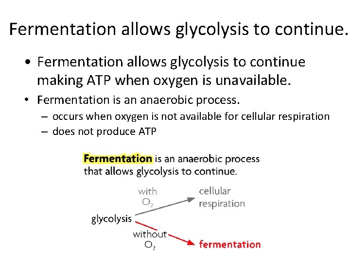 Fermentation allows glycolysis to continue. • Fermentation allows glycolysis to continue making ATP when