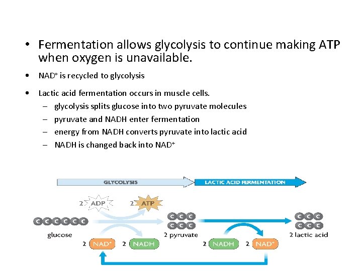  • Fermentation allows glycolysis to continue making ATP when oxygen is unavailable. •