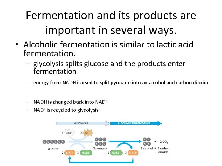Fermentation and its products are important in several ways. • Alcoholic fermentation is similar