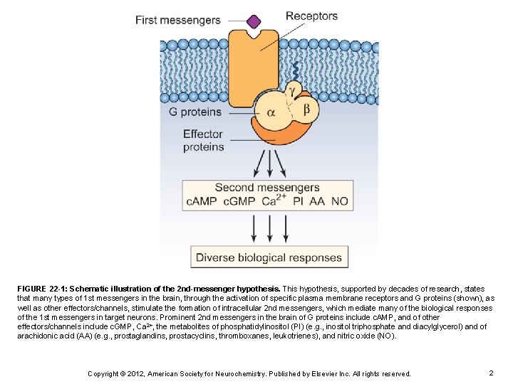 FIGURE 22 -1: Schematic illustration of the 2 nd-messenger hypothesis. This hypothesis, supported by