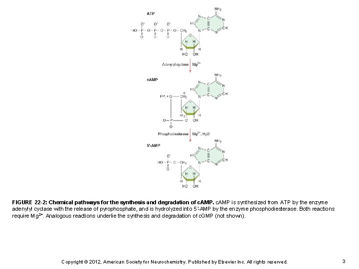 FIGURE 22 -2: Chemical pathways for the synthesis and degradation of c. AMP is
