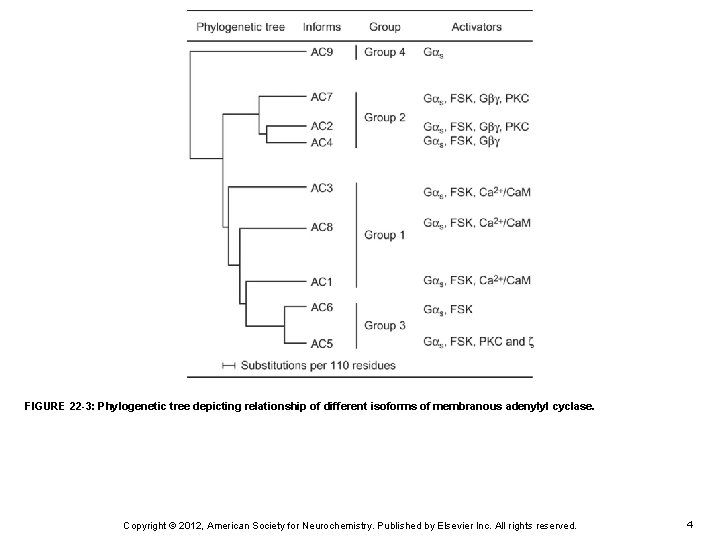 FIGURE 22 -3: Phylogenetic tree depicting relationship of different isoforms of membranous adenylyl cyclase.
