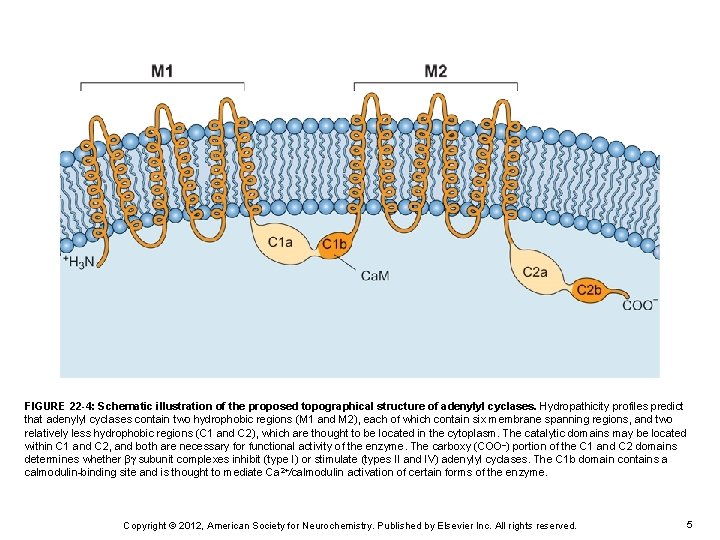 FIGURE 22 -4: Schematic illustration of the proposed topographical structure of adenylyl cyclases. Hydropathicity