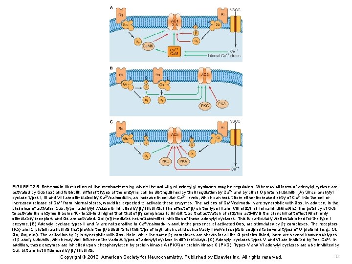FIGURE 22 -5: Schematic illustration of the mechanisms by which the activity of adenylyl