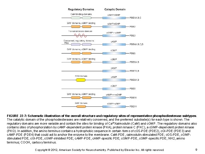 FIGURE 22 -7: Schematic illustration of the overall structure and regulatory sites of representative