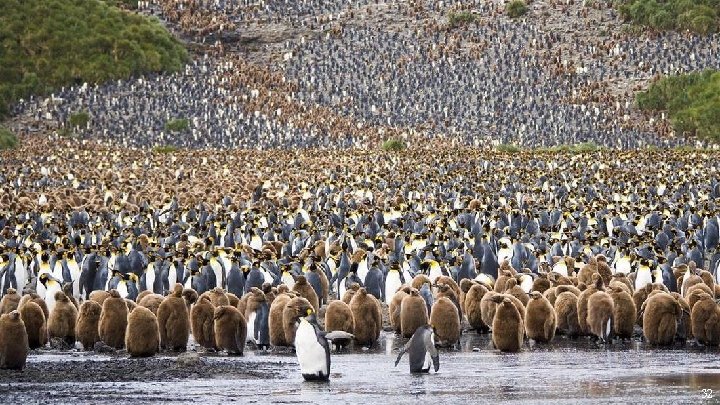 Here, humans are the minority. . . © Steffen Flügel 32 