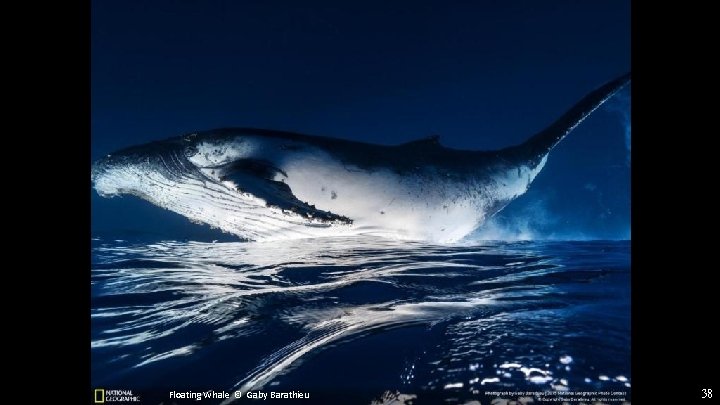 Floating Whale © Gaby Barathieu 38 