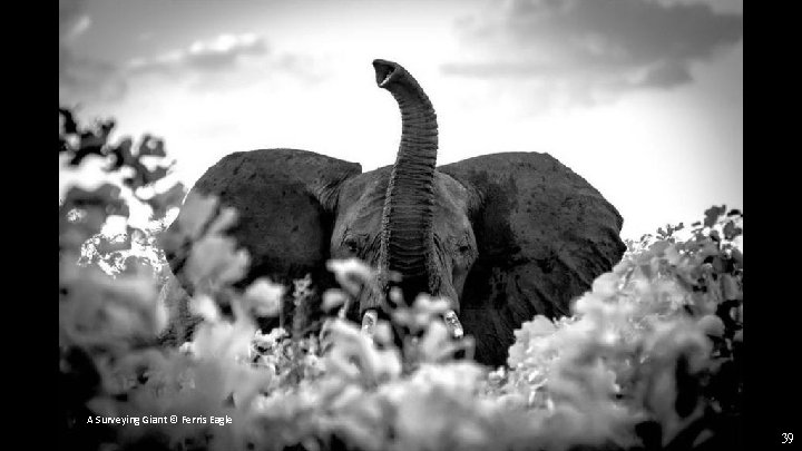 A Surveying Giant © Ferris Eagle 39 