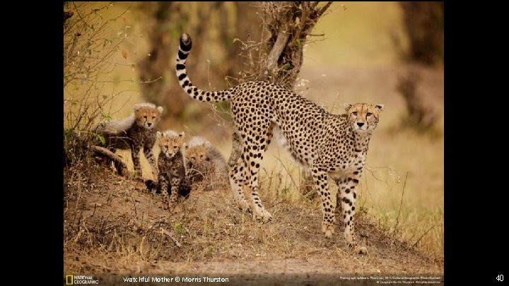 Watchful Mother © Morris Thurston 40 