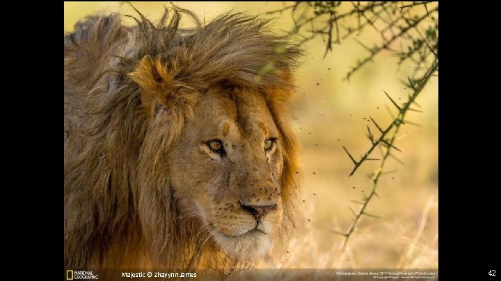 Majestic © Zhayynn James 42 