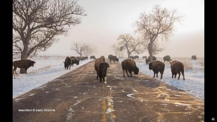 Road Block © Grady Mc. Ginnis 46 