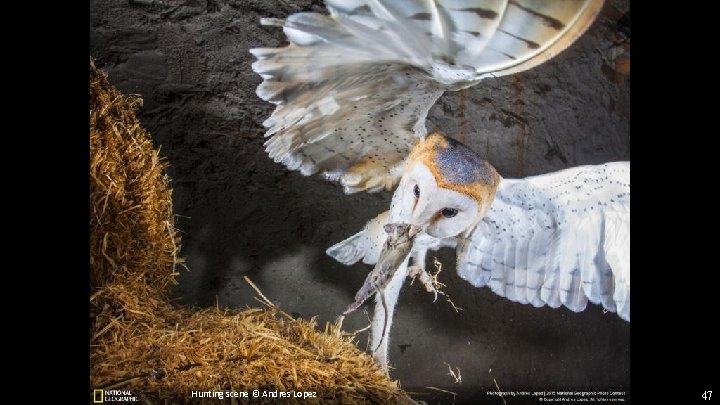 Hunting scene © Andres Lopez 47 