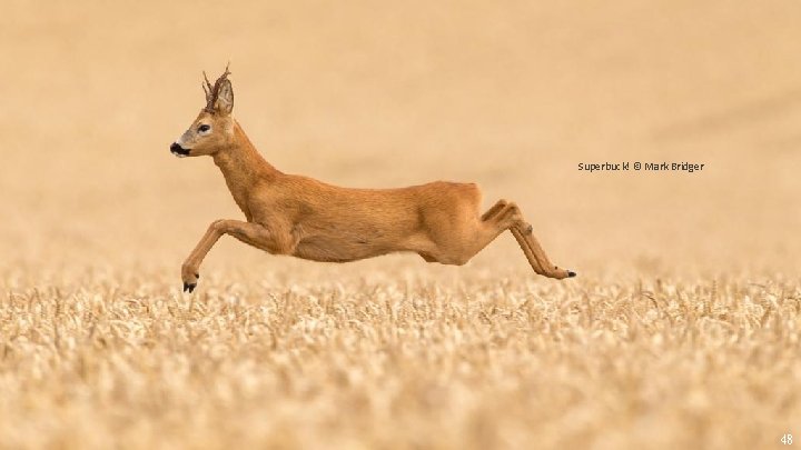 Superbuck! © Mark Bridger 48 