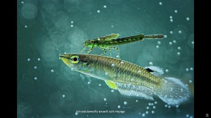 Fish and damselfly larvae© Adhi Prayoga 51 
