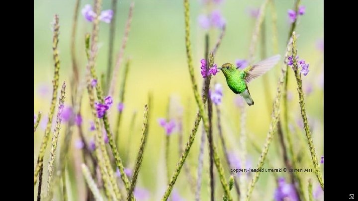 Coppery-headed Emerald © Darren Best 52 