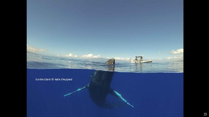 Gentle Giant © Katie Sheppard 53 