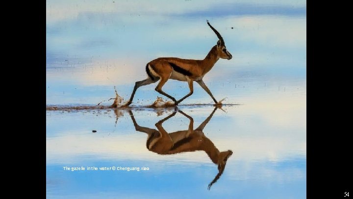 The gazelle in the water © Chenguang Xiao 54 