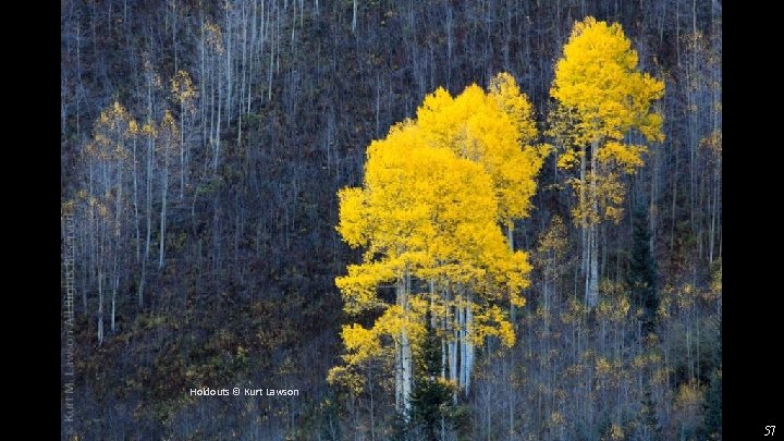Holdouts © Kurt Lawson 57 