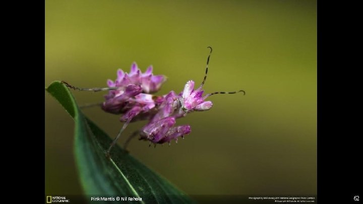 Pink Mantis © Nil Rahola 62 