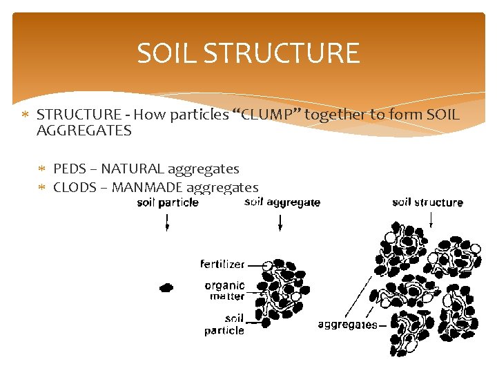 SOIL STRUCTURE - How particles “CLUMP” together to form SOIL AGGREGATES PEDS – NATURAL