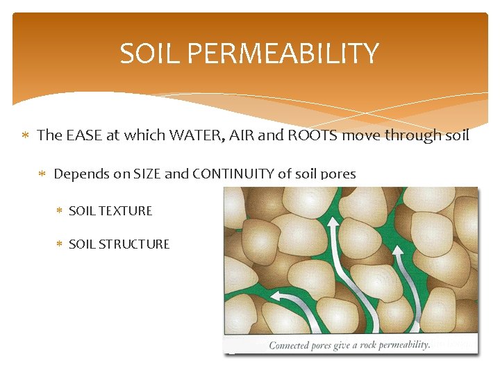 SOIL PERMEABILITY The EASE at which WATER, AIR and ROOTS move through soil Depends