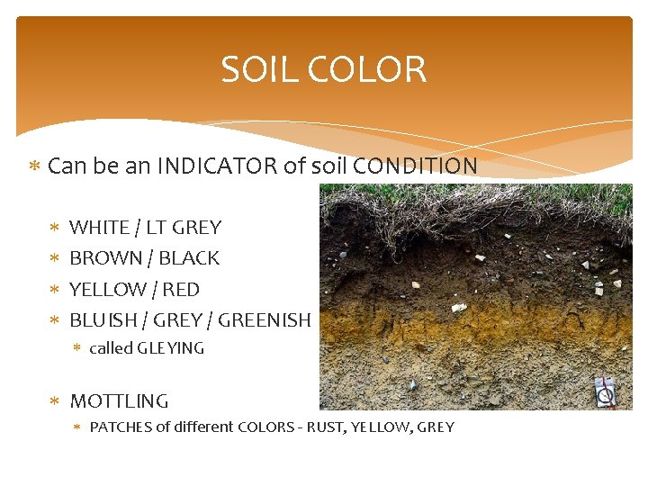 SOIL COLOR Can be an INDICATOR of soil CONDITION WHITE / LT GREY BROWN