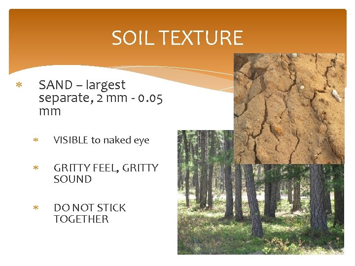 SOIL TEXTURE SAND – largest separate, 2 mm - 0. 05 mm VISIBLE to