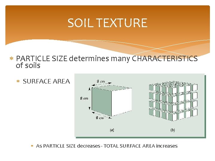 SOIL TEXTURE PARTICLE SIZE determines many CHARACTERISTICS of soils SURFACE AREA As PARTICLE SIZE