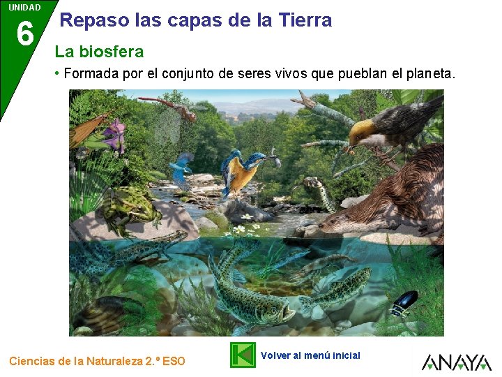 UNIDAD 6 Repaso las capas de la Tierra La biosfera • Formada por el