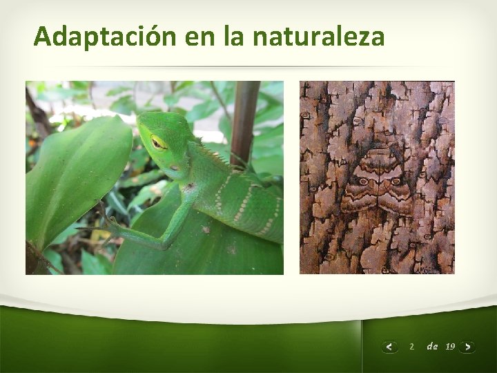 Adaptación en la naturaleza 2 de 19 