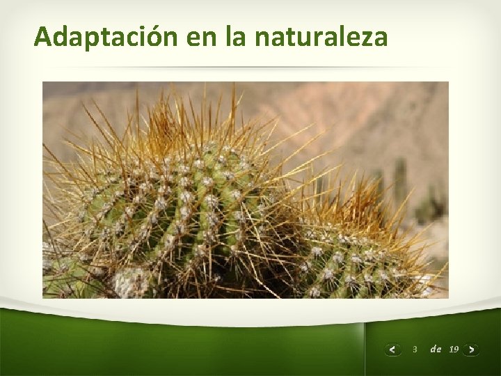 Adaptación en la naturaleza 3 de 19 