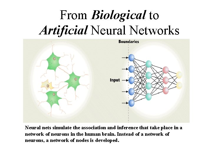 From Biological to Artificial Neural Networks Neural nets simulate the association and inference that