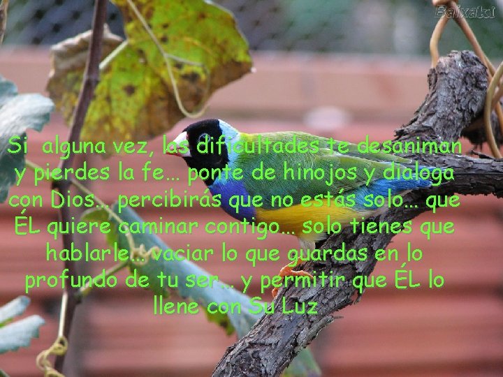 Si alguna vez, las dificultades te desaniman y pierdes la fe… ponte de hinojos