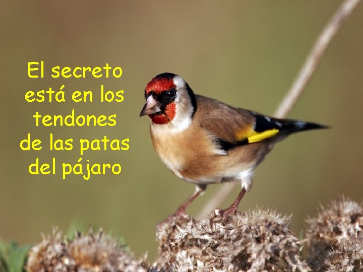 El secreto está en los tendones de las patas del pájaro 