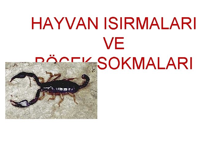 HAYVAN ISIRMALARI VE BÖCEK SOKMALARI 