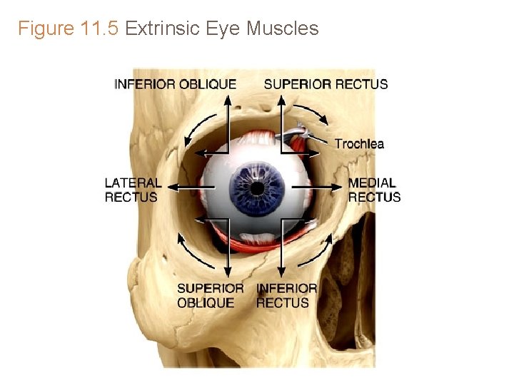 Figure 11. 5 Extrinsic Eye Muscles Figure 11. 5 Extrinsic Eye Muscles