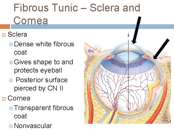 Fibrous Tunic – Sclera and Cornea Sclera Dense white fibrous coat Gives shape to Fibrous Tunic – Sclera and Cornea Sclera Dense white fibrous coat Gives shape to